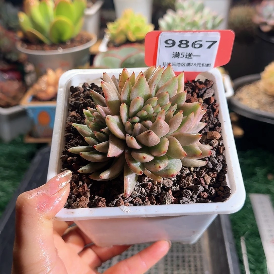 9867一物一拍（满28包邮）