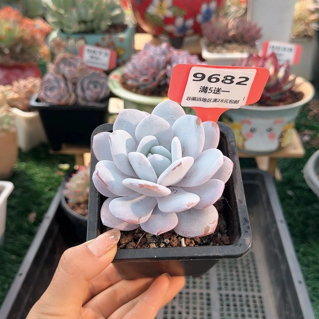 9682一物一拍（满28包邮）