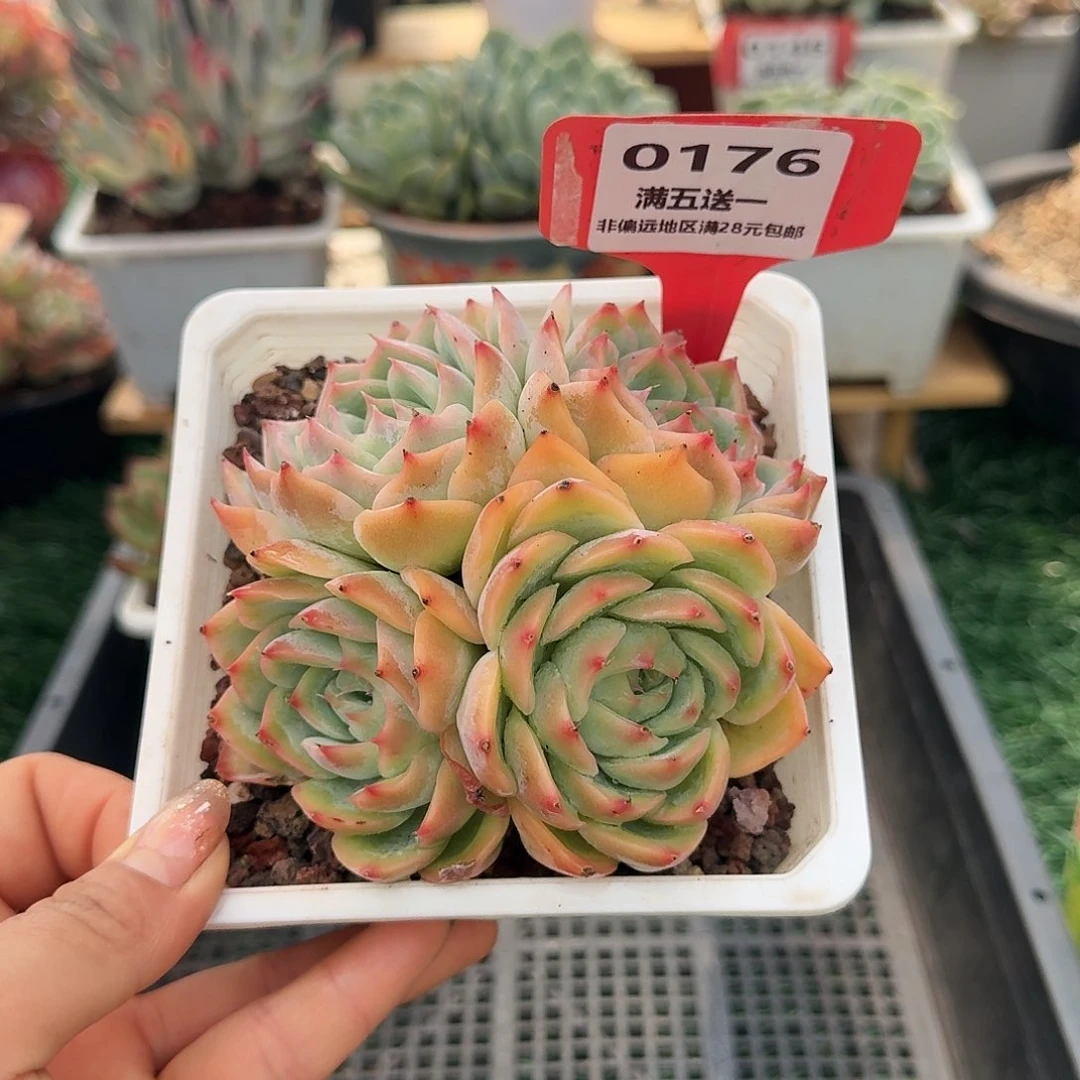 0176一物一拍（满28包邮）
