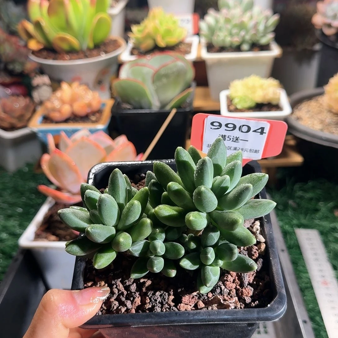 9904一物一拍（满28包邮）