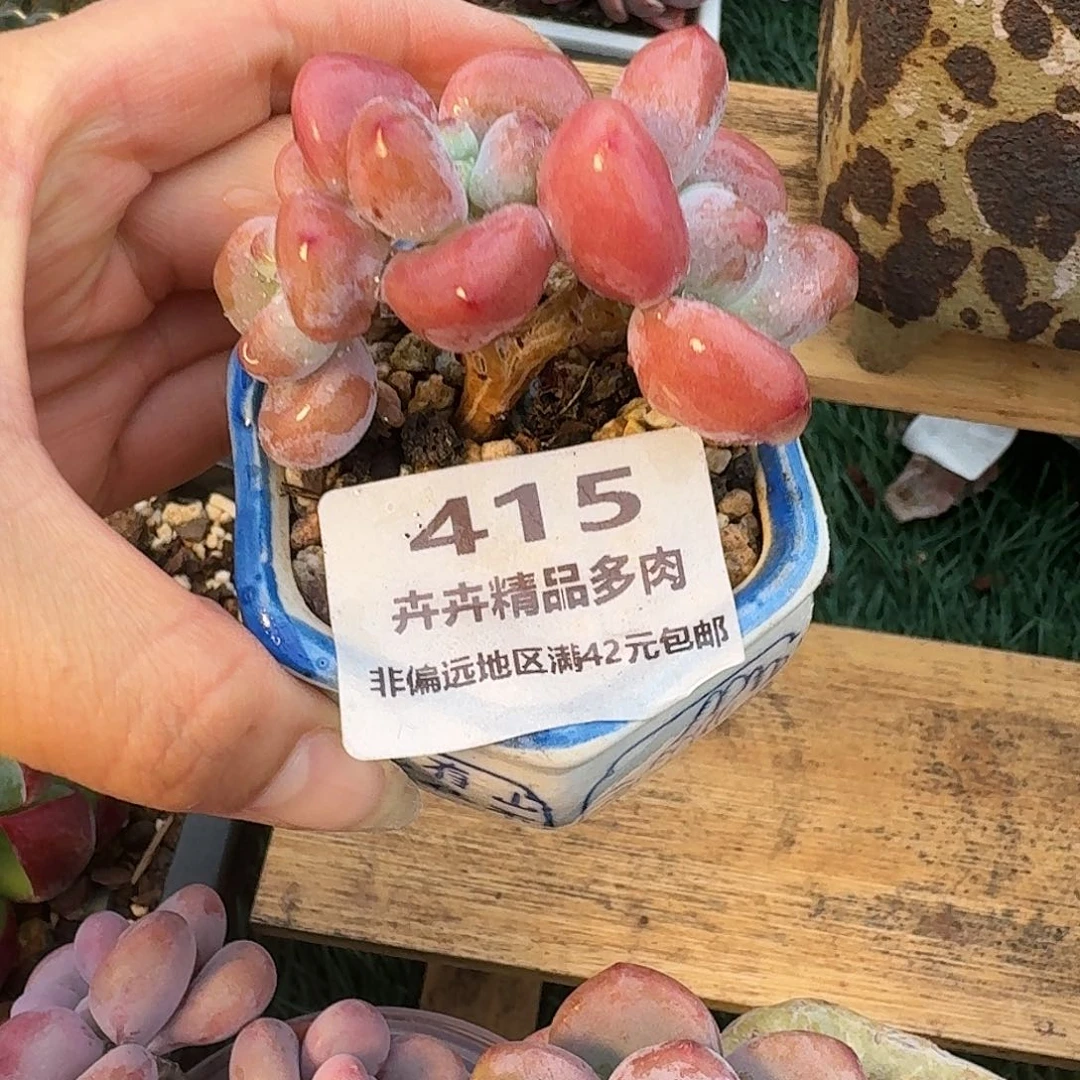415一物一拍（满28包邮）