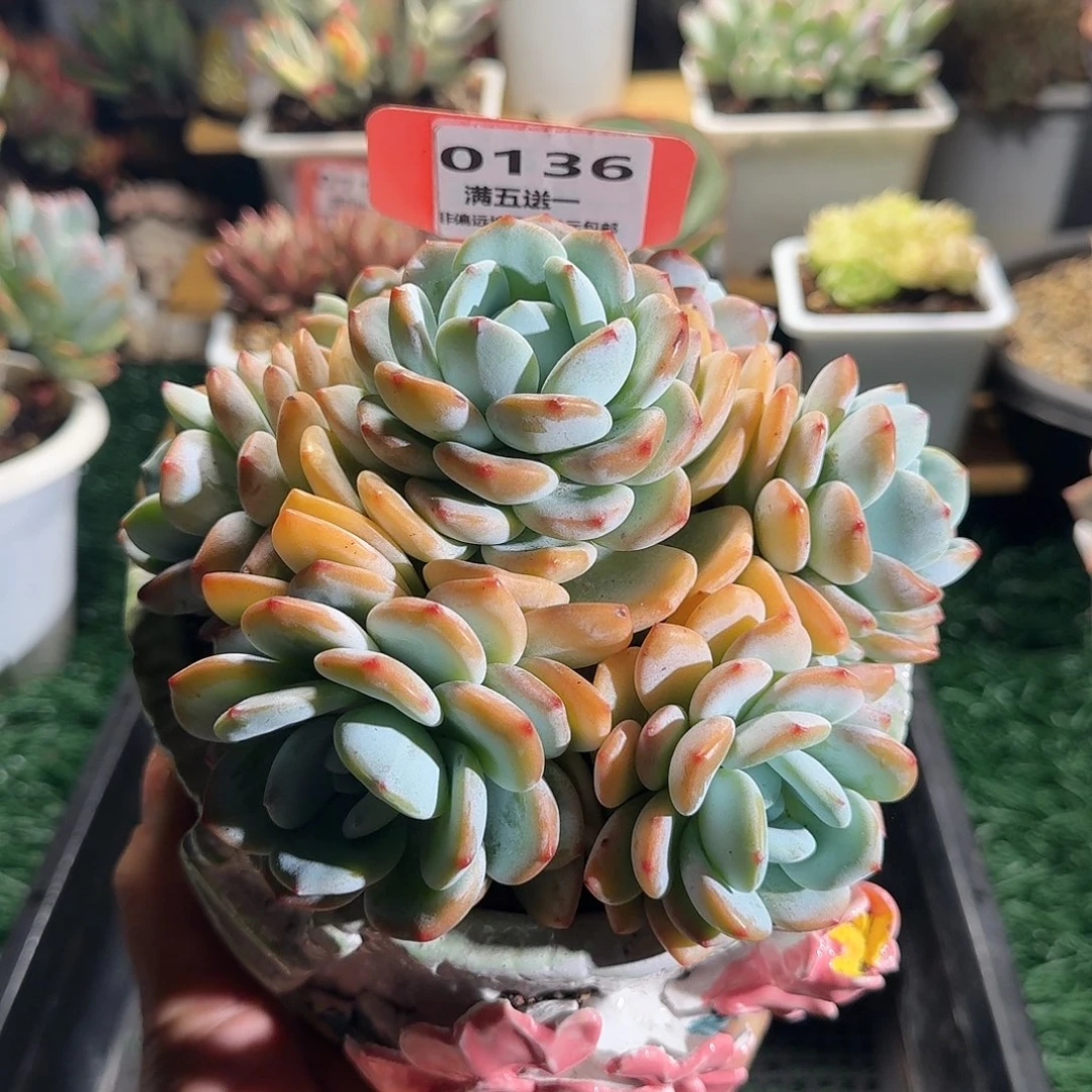 036一物一拍（满28包邮）