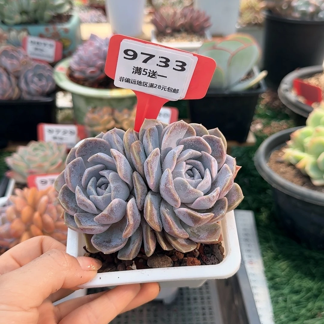 9733一物一拍(满28包邮)