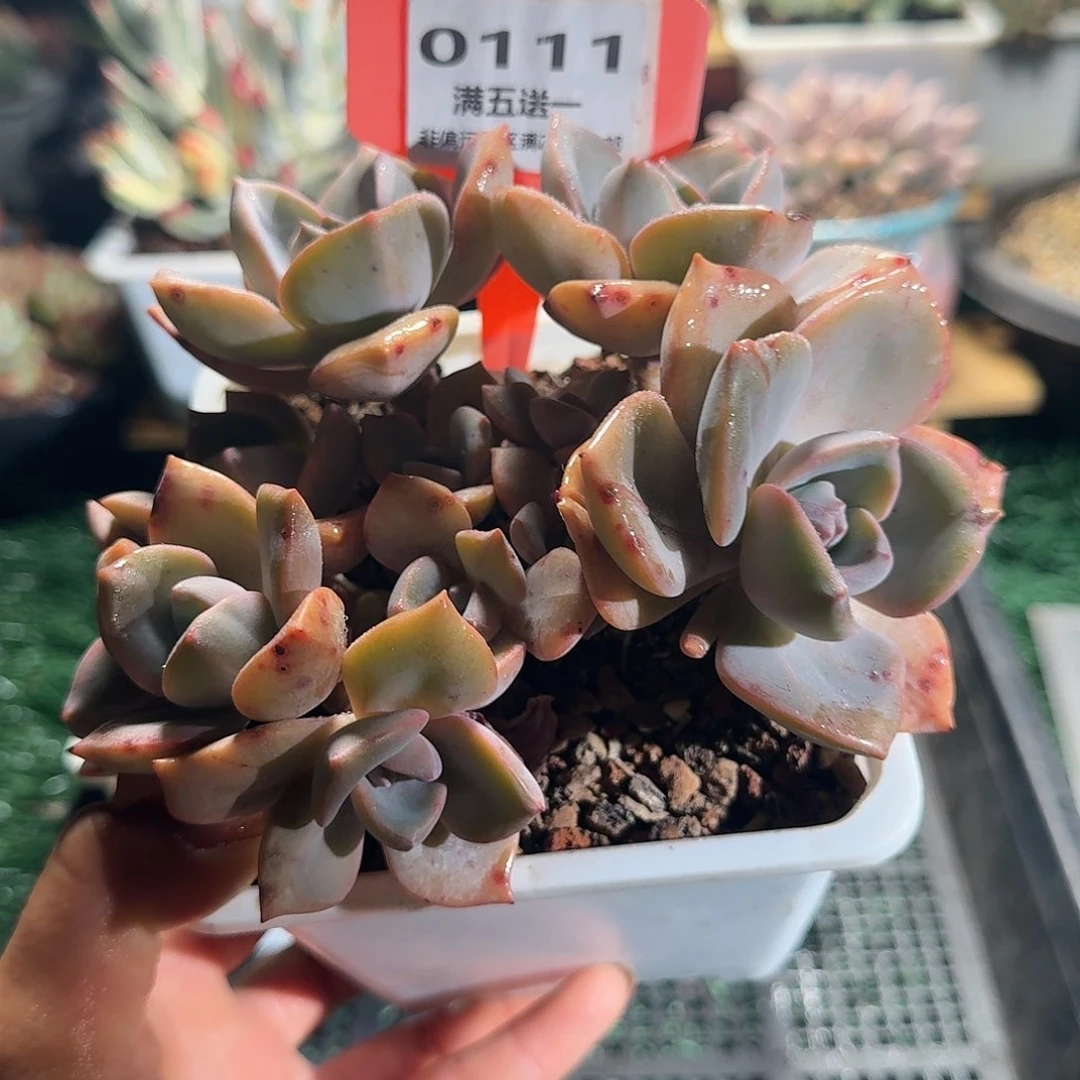 0111一物一拍（满28包邮）