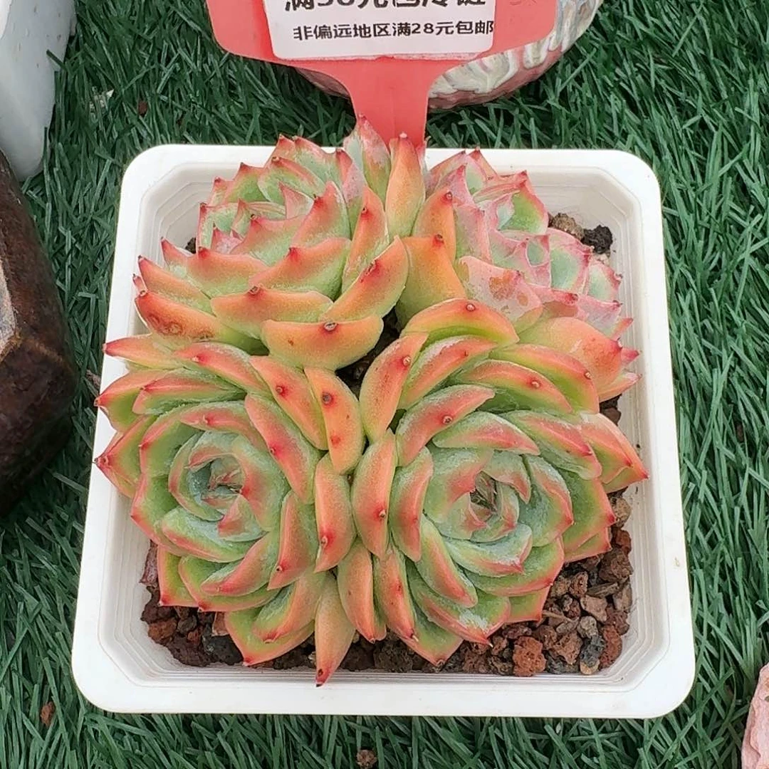 谢**月0958一物一拍（满28包邮）