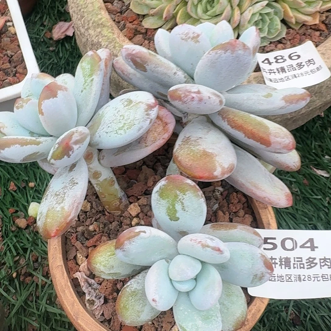 504一物一拍（满28包邮）