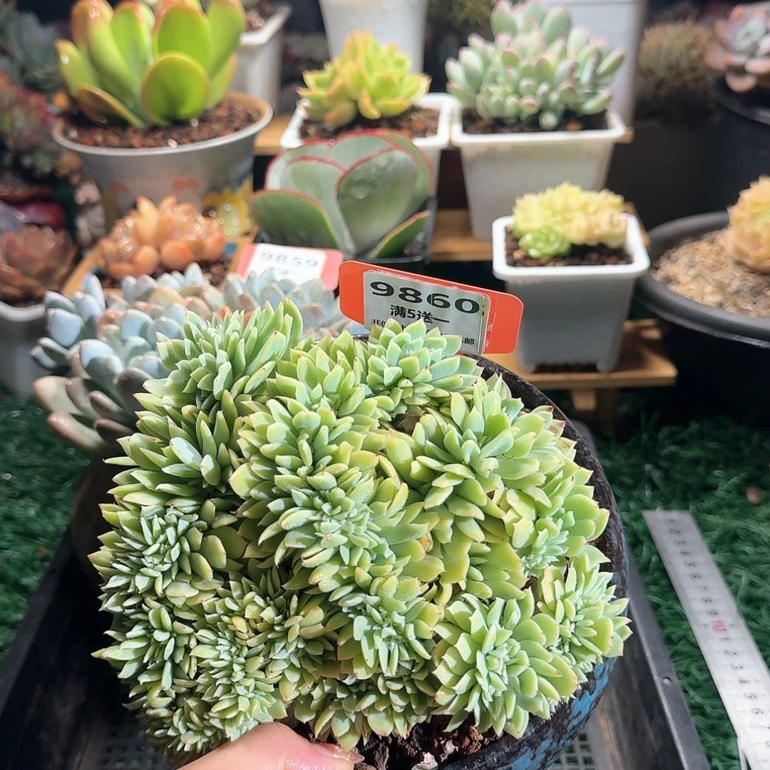 9860一物一拍（满28包邮）