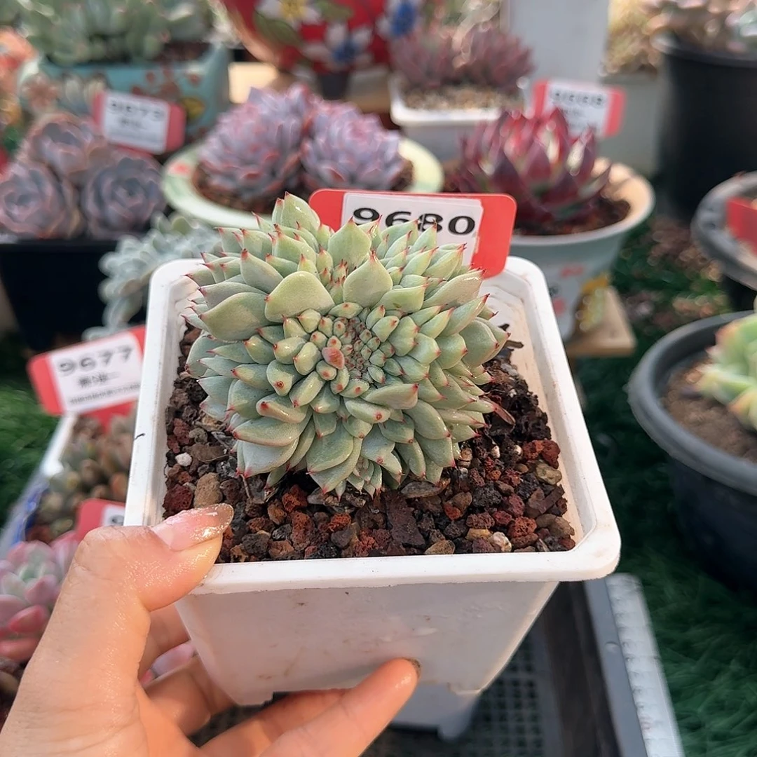 9680一物一拍（满28包邮）