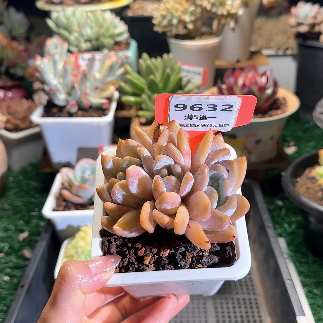 9632一物一拍（满28包邮）