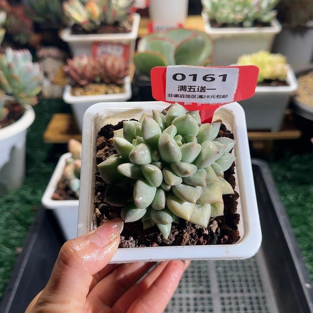 061一物一拍（满28包邮）