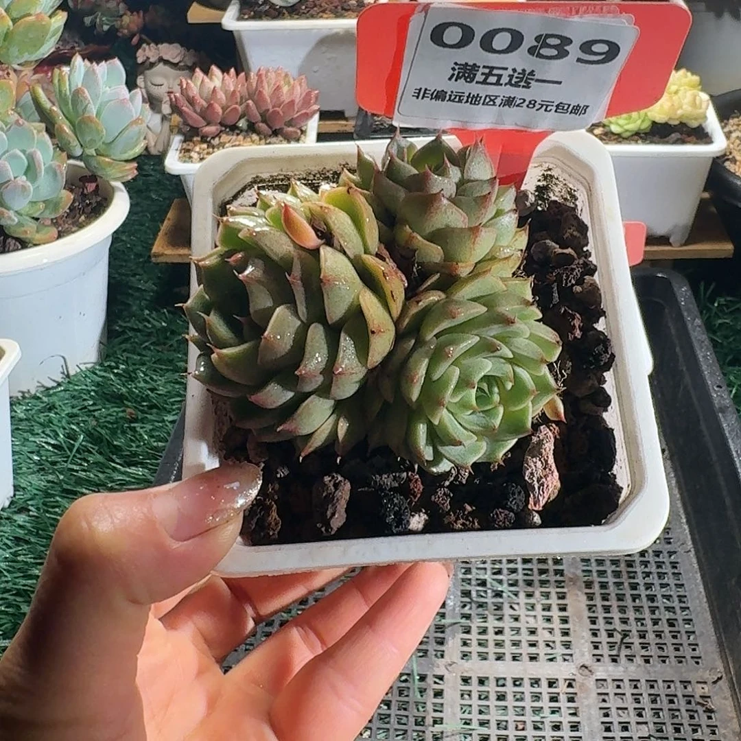 0089一物一拍（满28包邮）