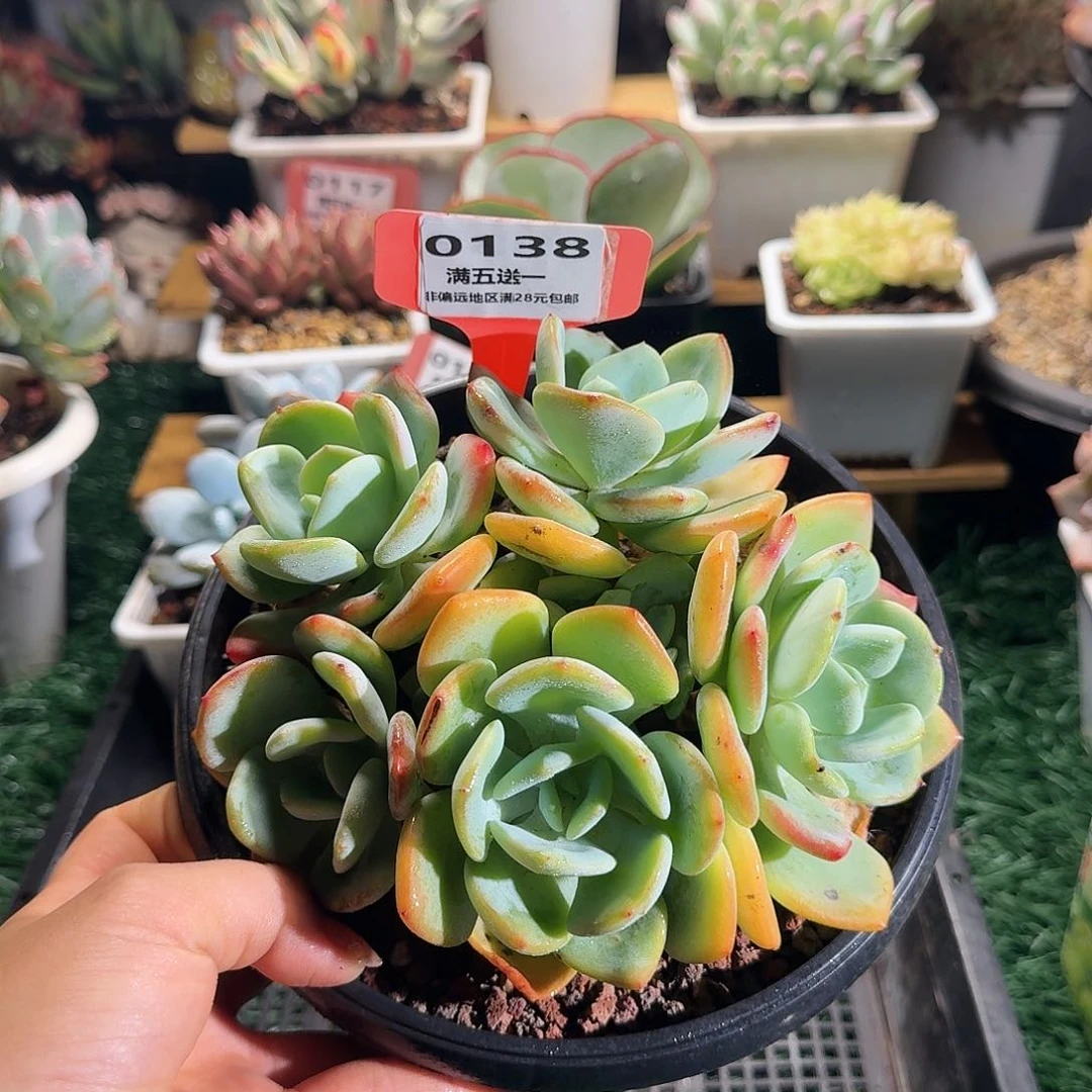 0138一物一拍（满28包邮）