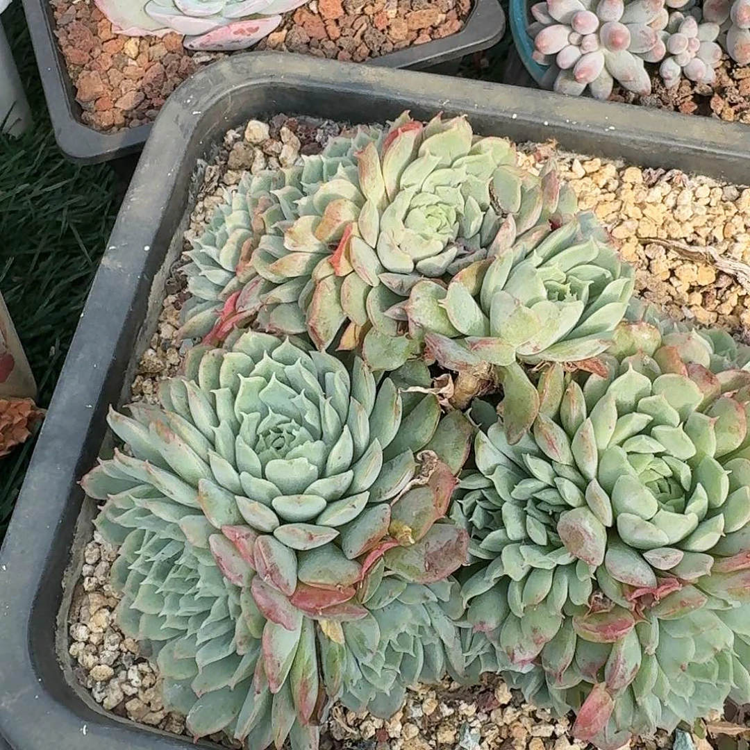 696一物一拍（满28包邮）