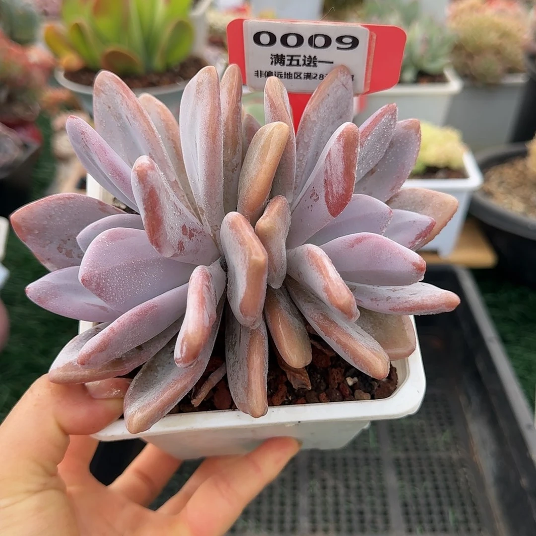 0009一物一拍（满28包邮）