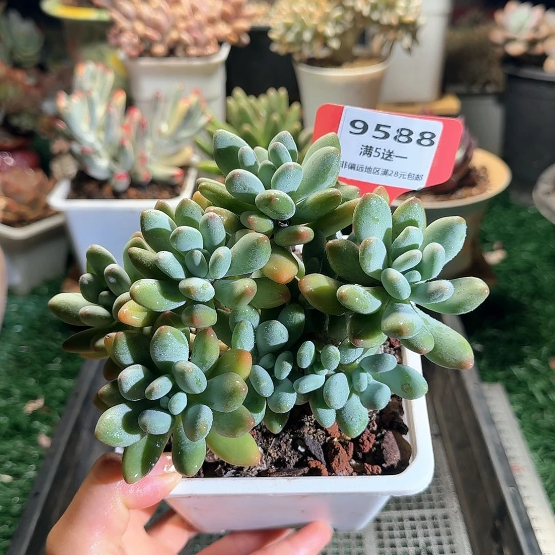 9588一物一拍（满28包邮）