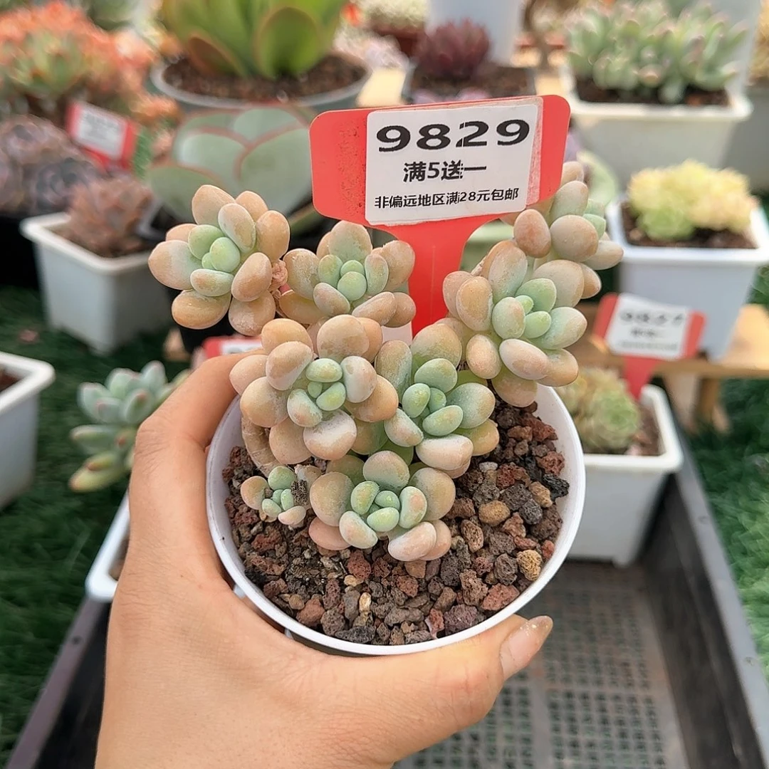 9829一物一拍（满28包邮）