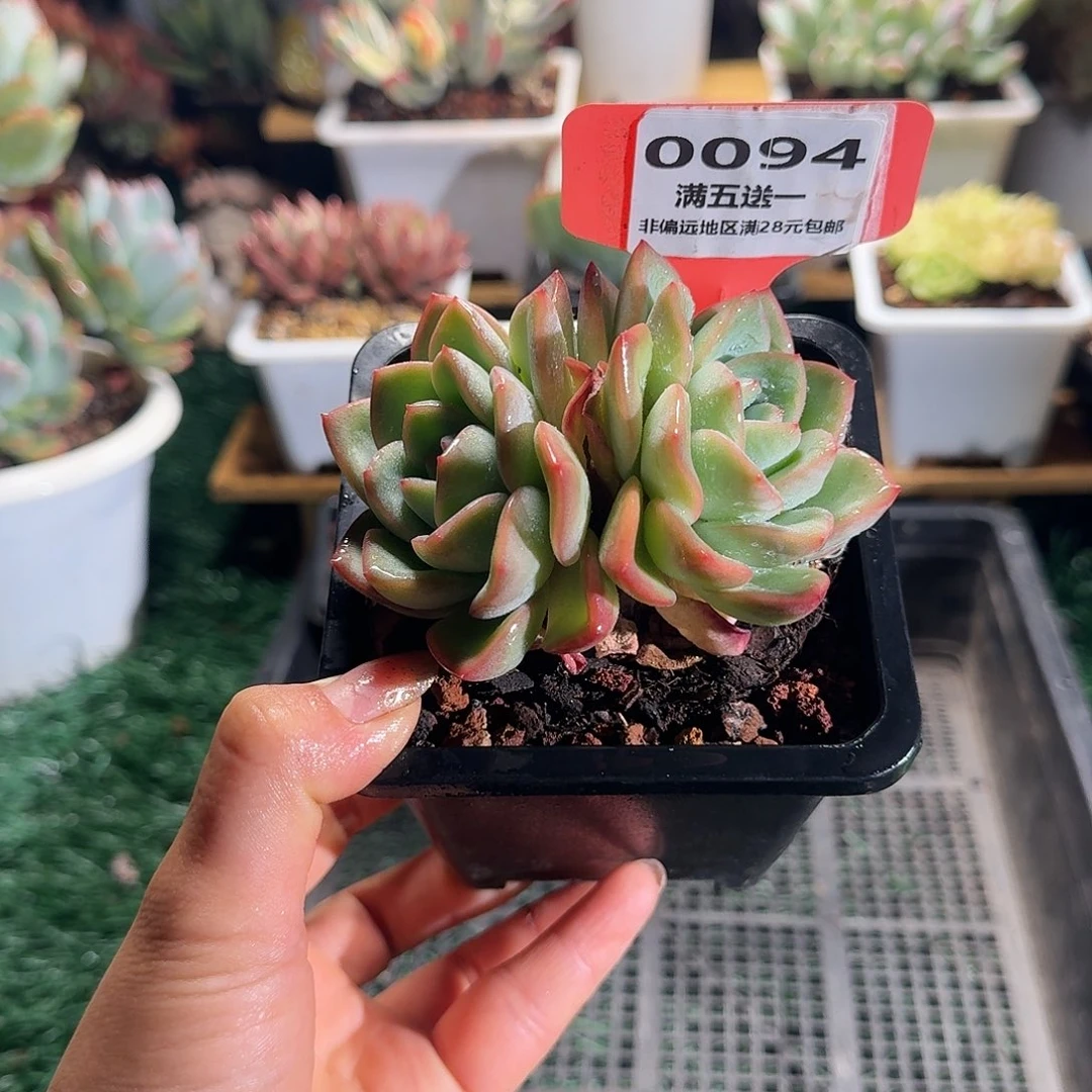 0094一物一拍（满28包邮）