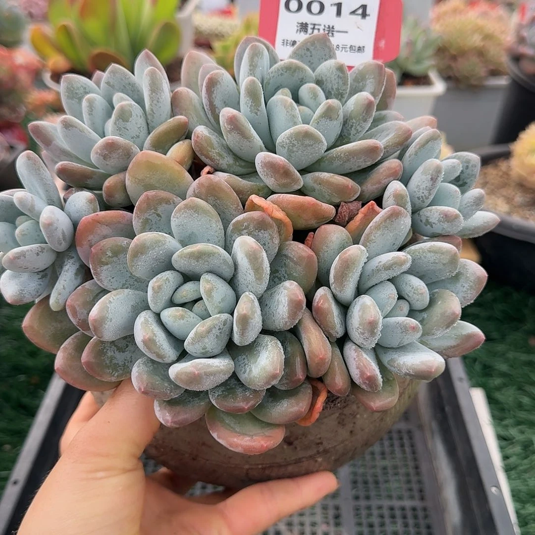 0014一物一拍（满28包邮）