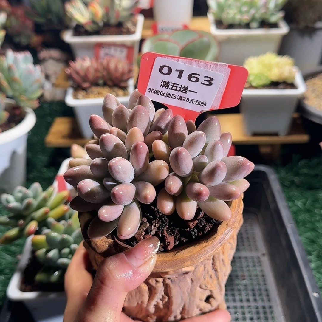 0163一物一拍(满28包邮)