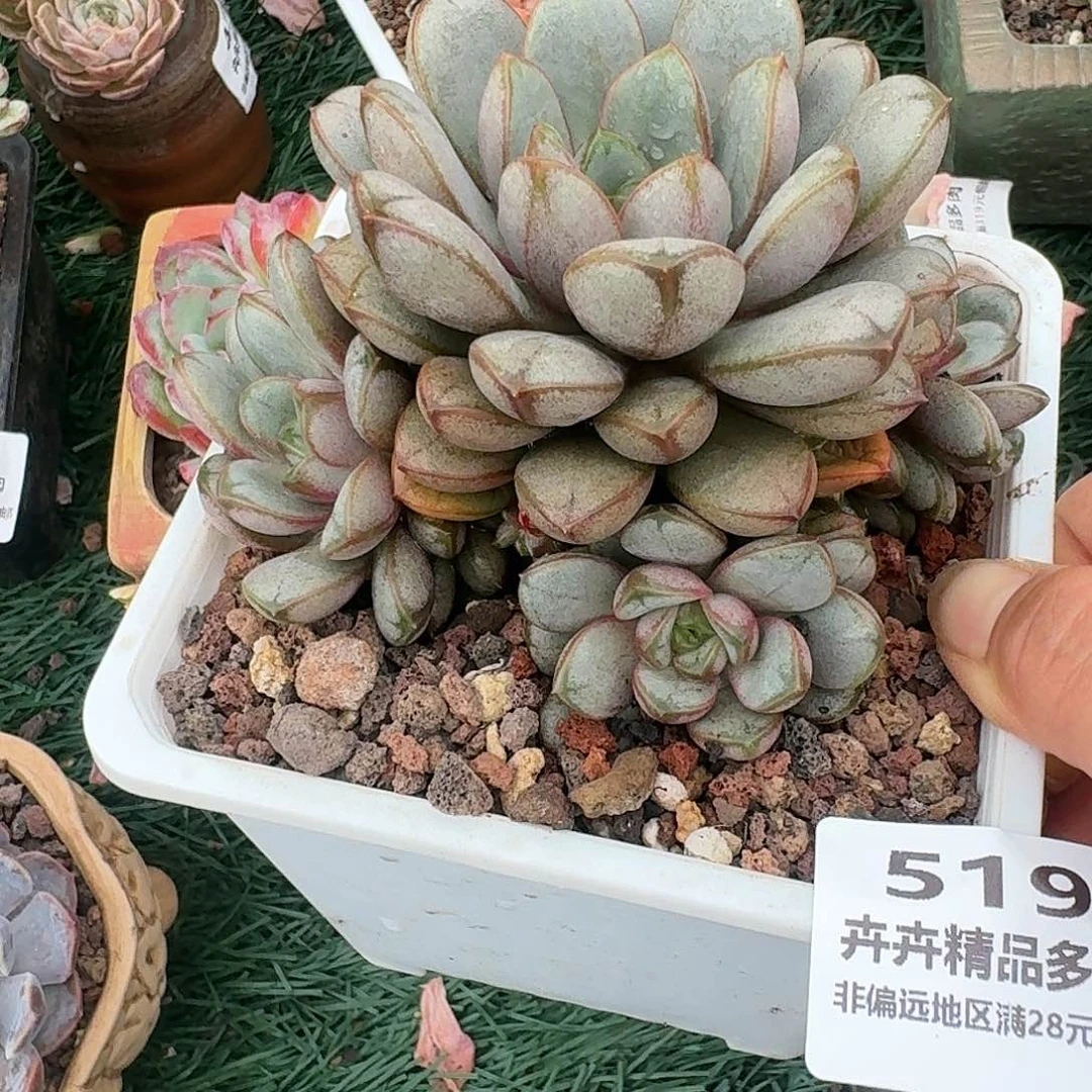 519一物一拍（满28包邮）