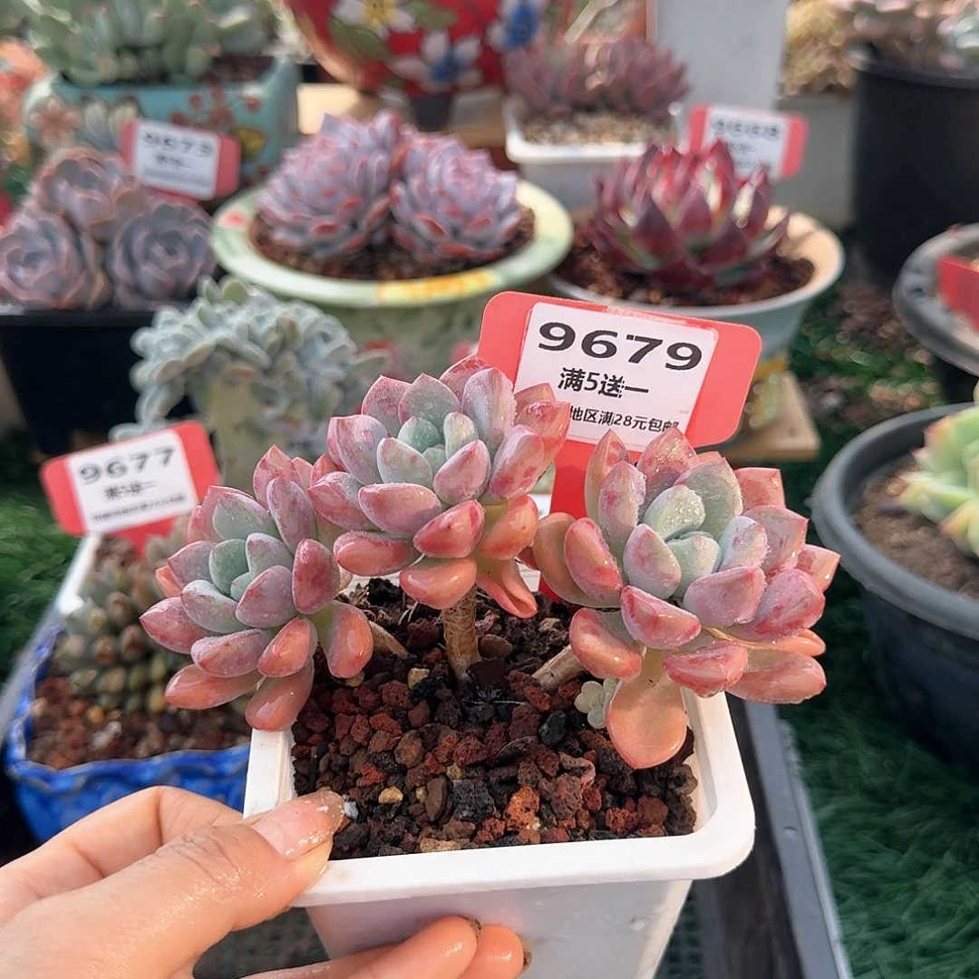 9679一物一拍（满28包邮）