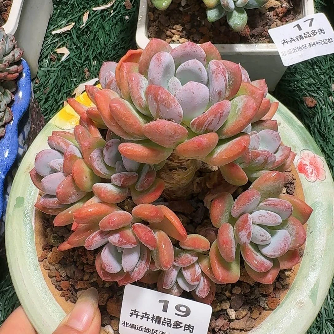 19一物一拍（满28包邮）