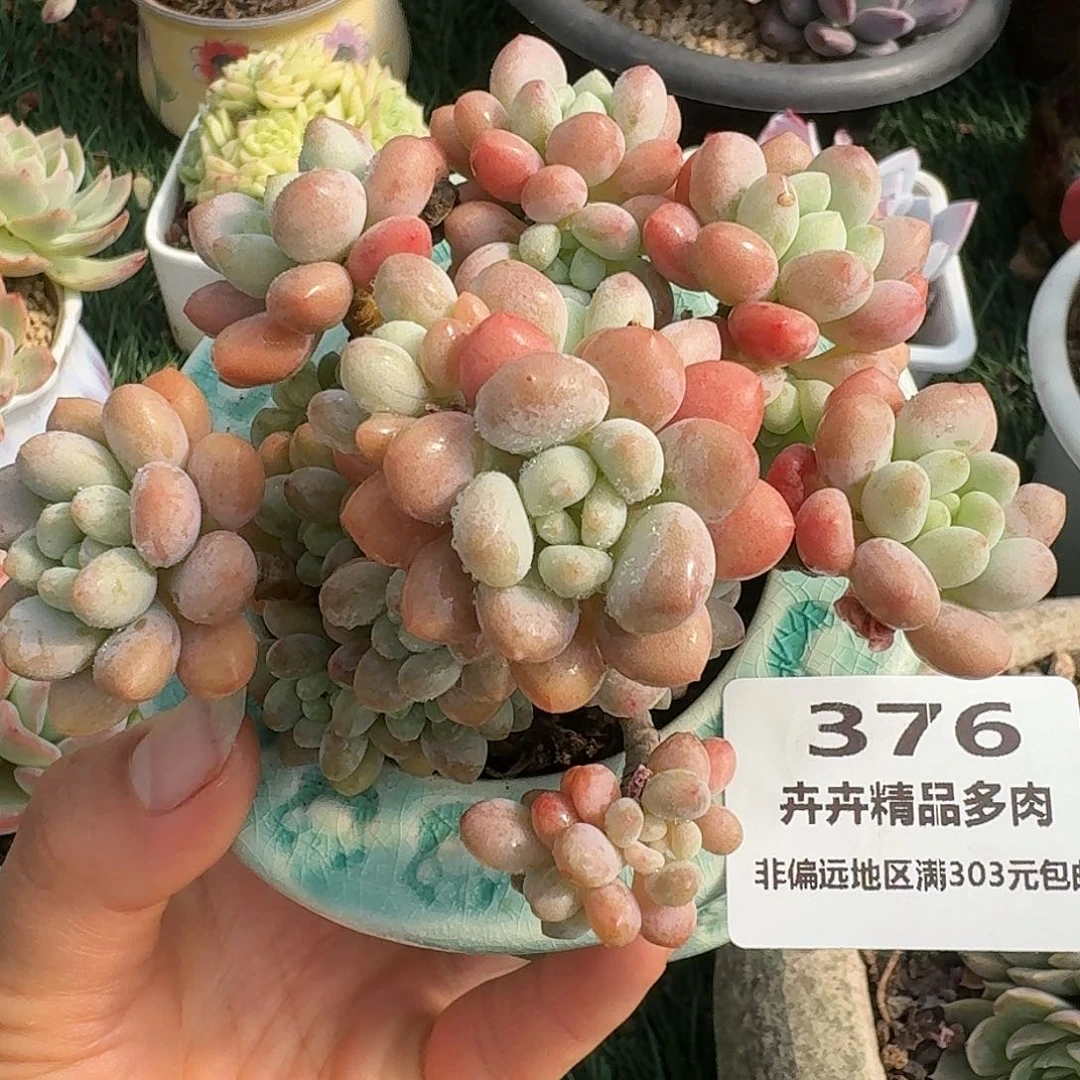376一物一拍（满28包邮）