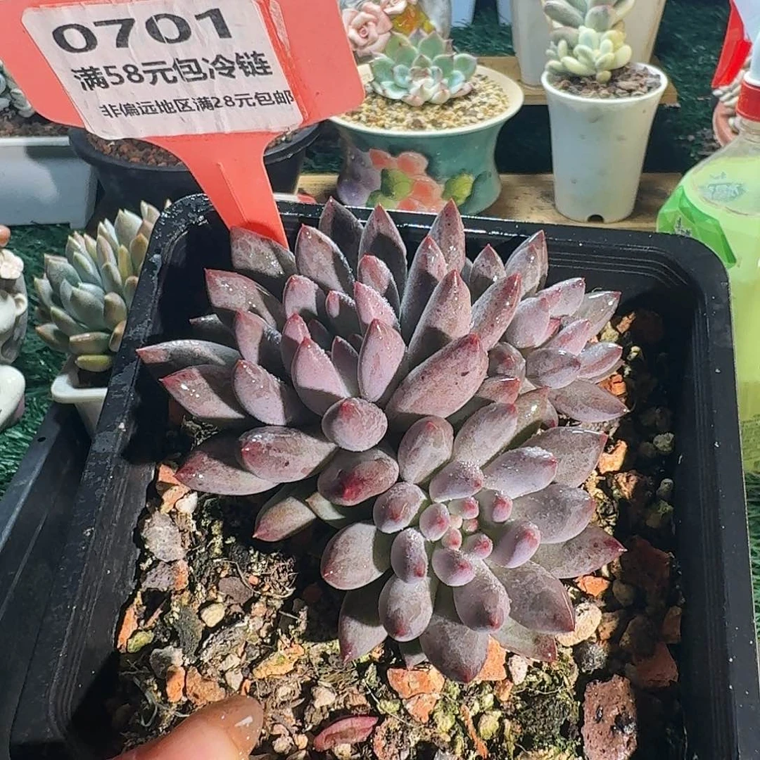 0701一物一拍（满28包邮）