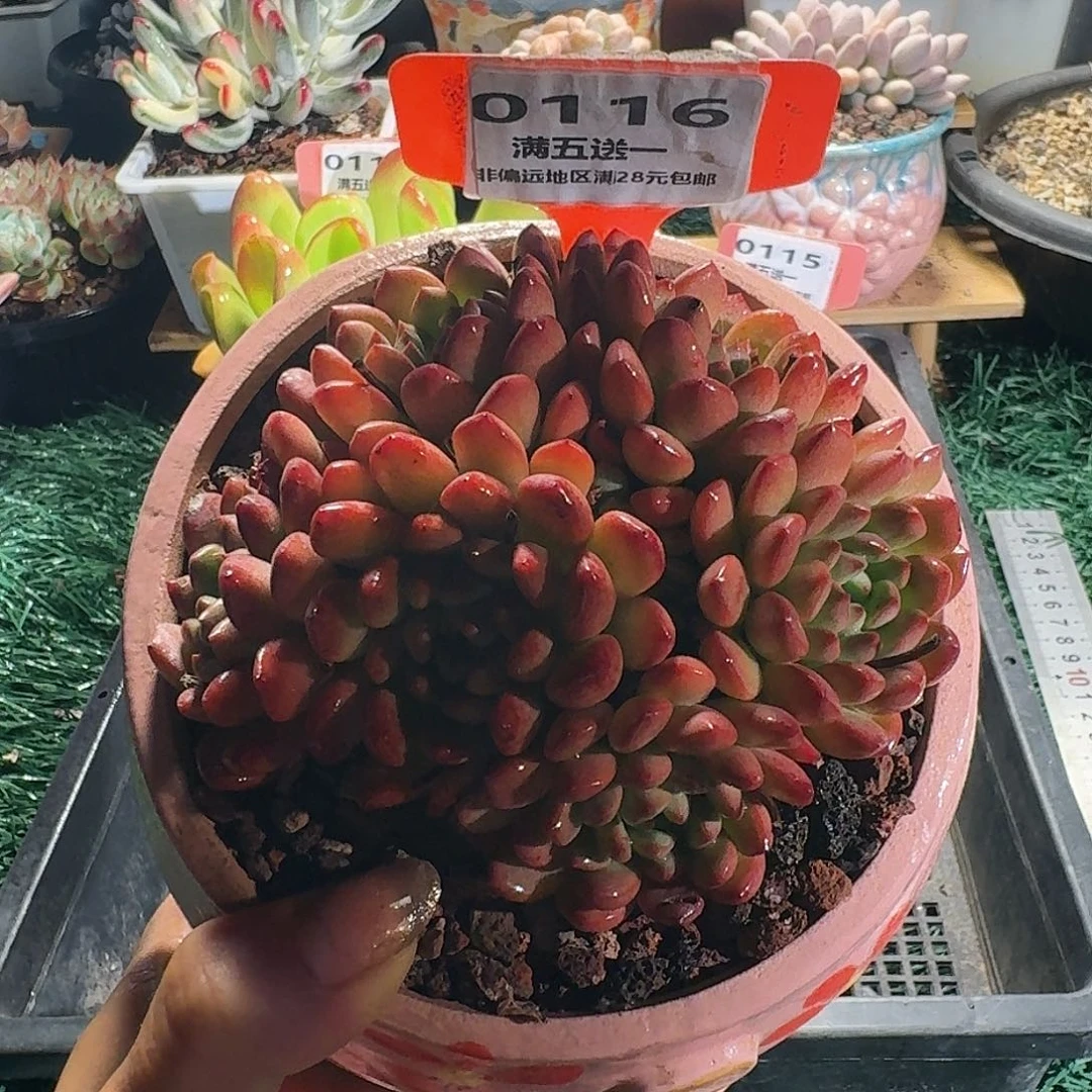 0116一物一拍（满28包邮）