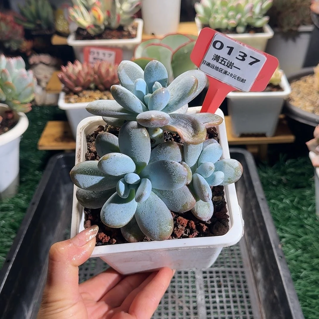 0137一物一拍（满28包邮）
