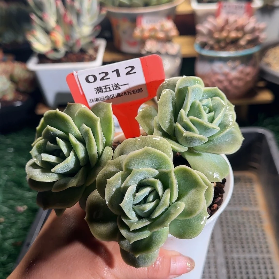 0212一物一拍（满28包邮（