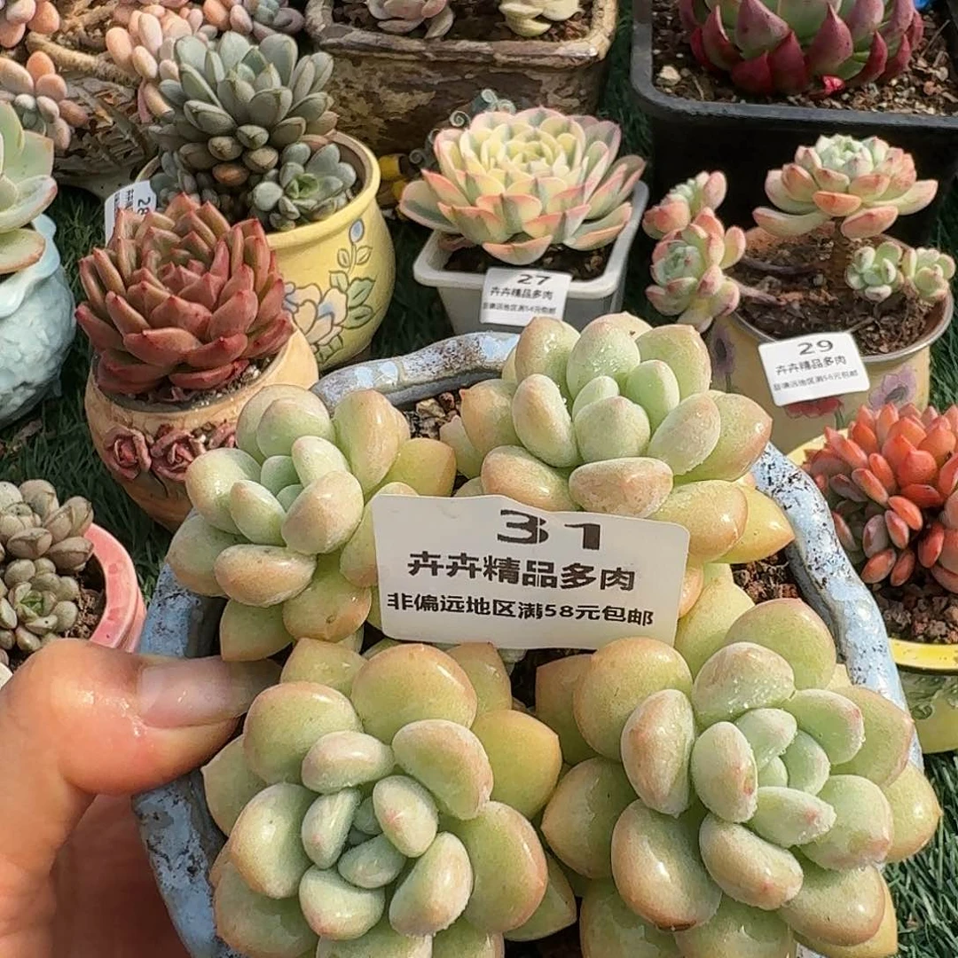 31一物一拍（满28包邮）