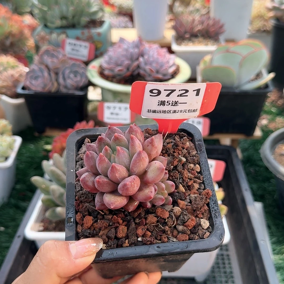 9721一物一拍（满28包邮）