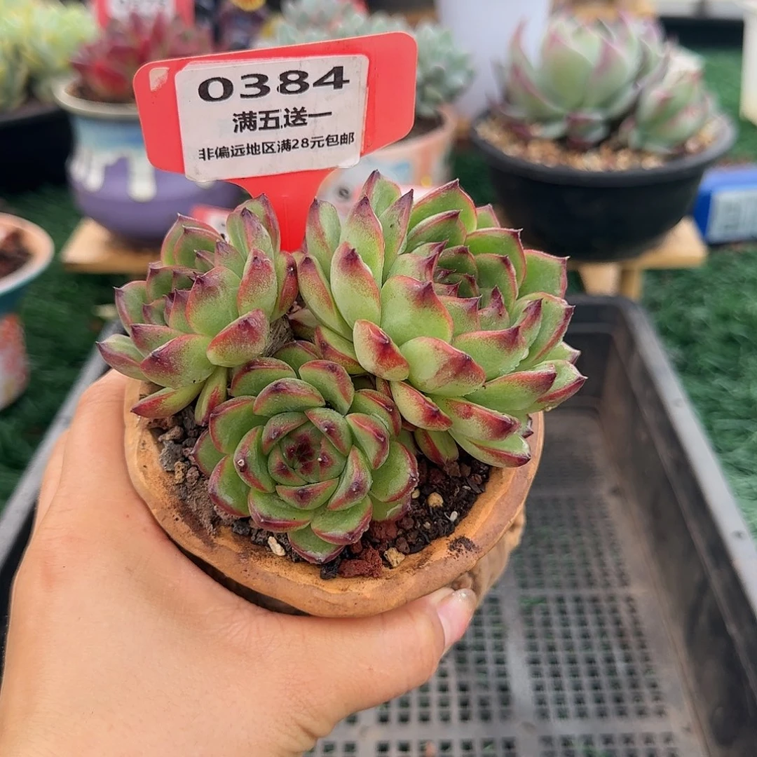 0384一物一拍（满28包邮）