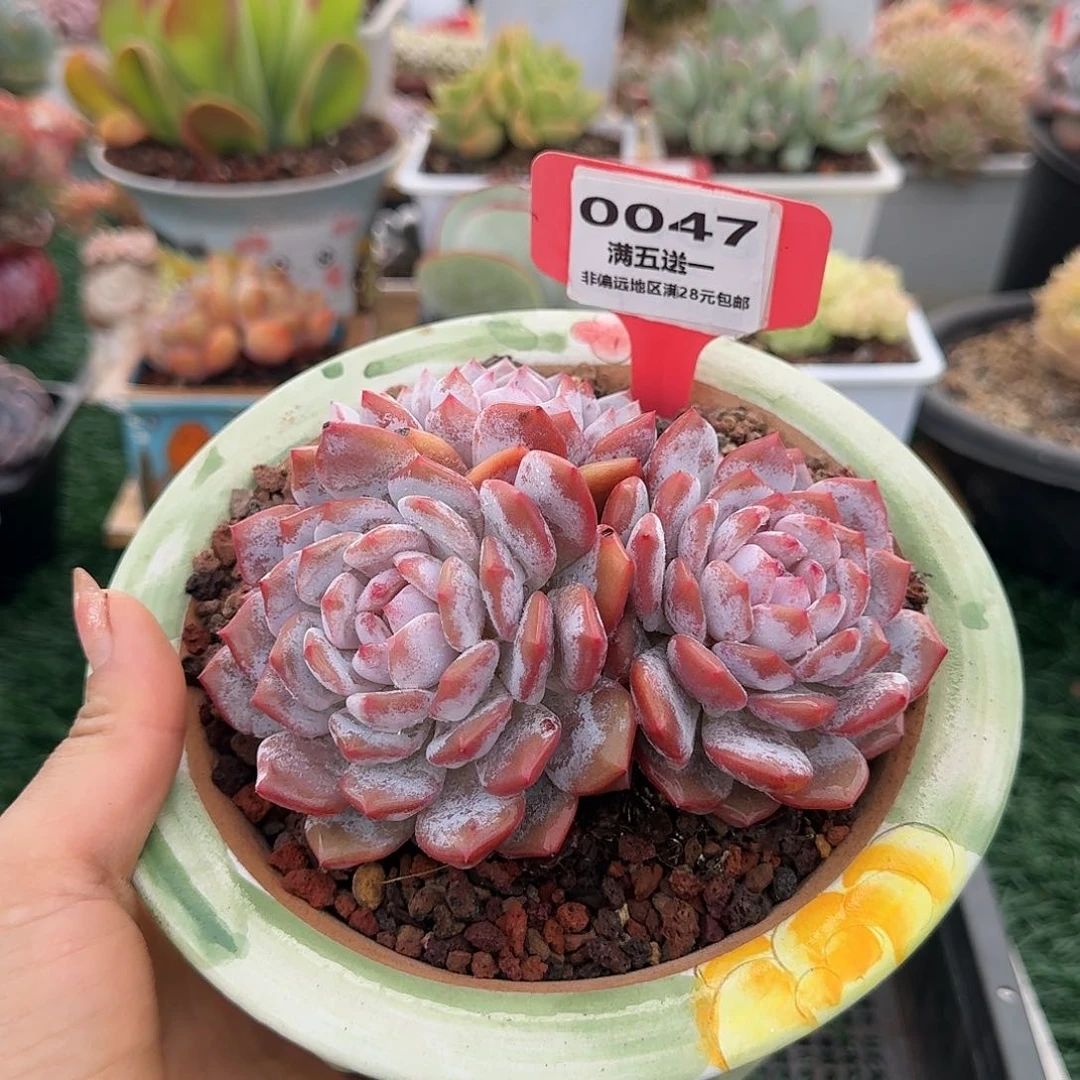 0047一物一拍(满28包邮)