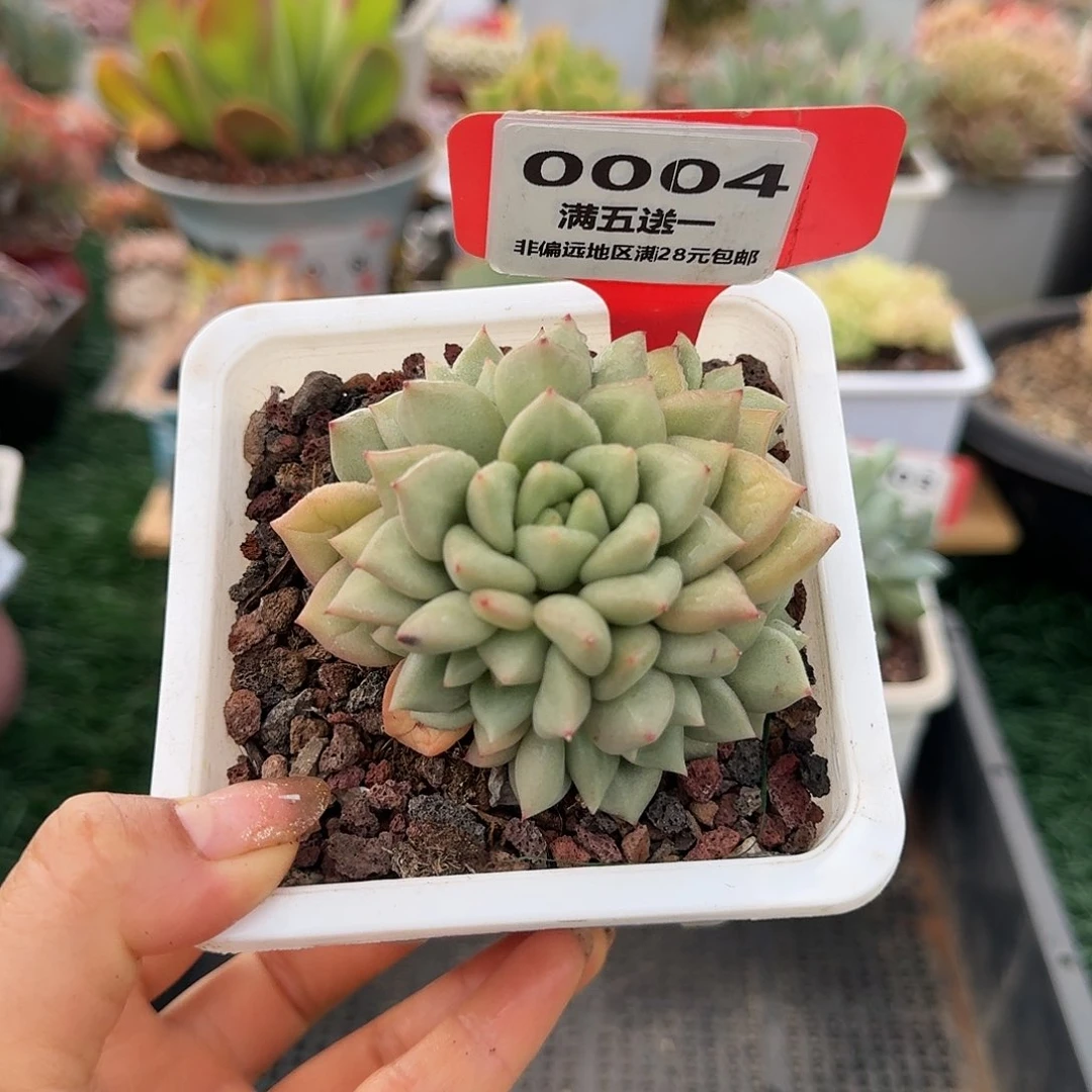0004一物一拍（满28包邮）
