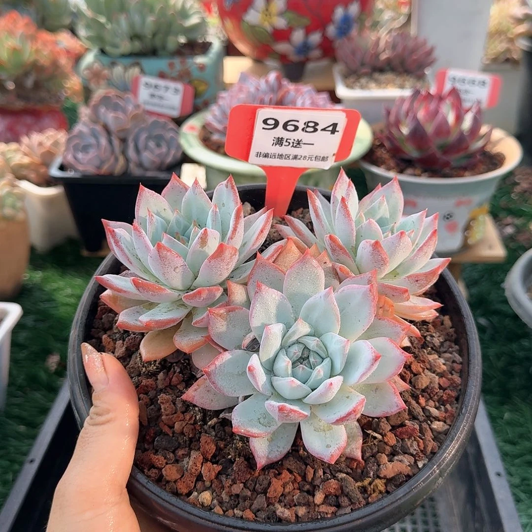 9684一物一拍（满28包邮）