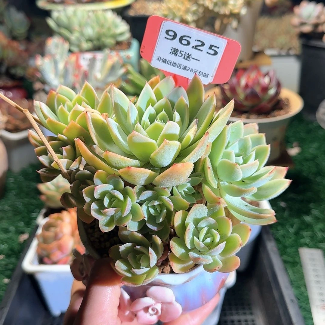 9625一物一拍（满28包邮）