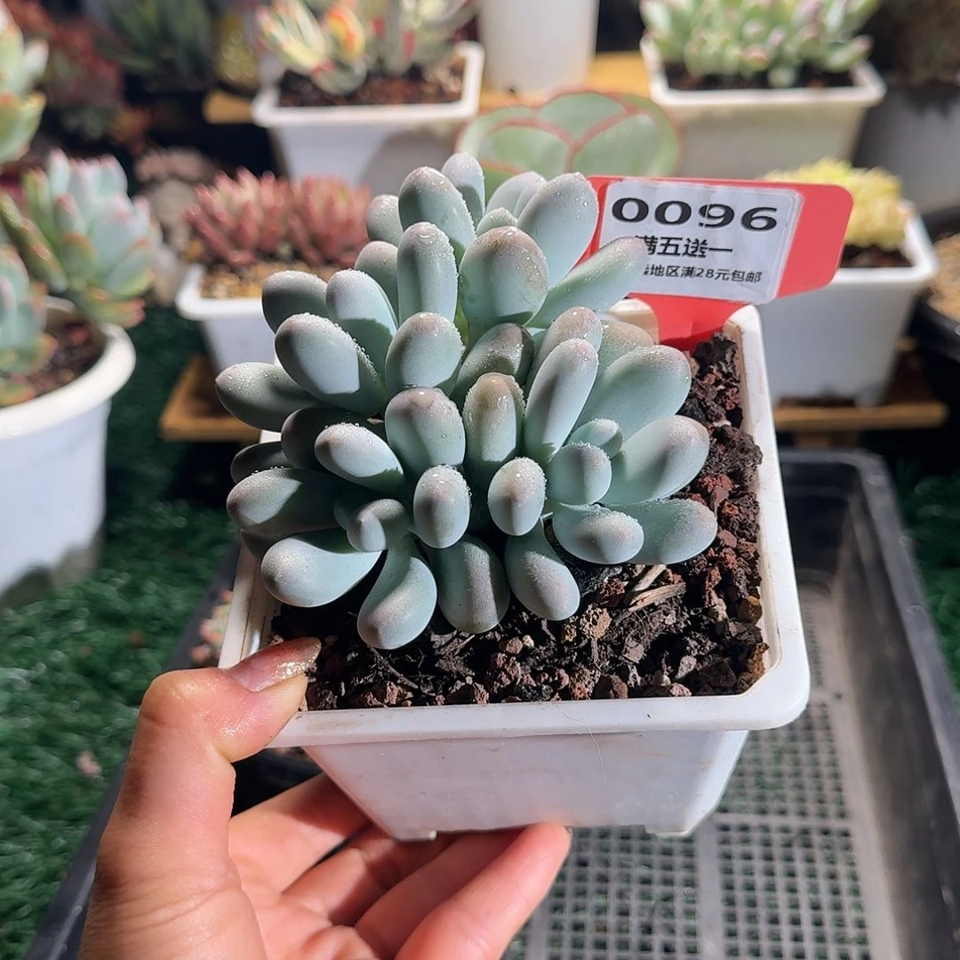 0096一物一拍（满28包邮）