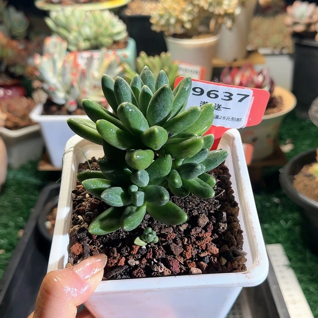 9637一物一拍（满28包邮）