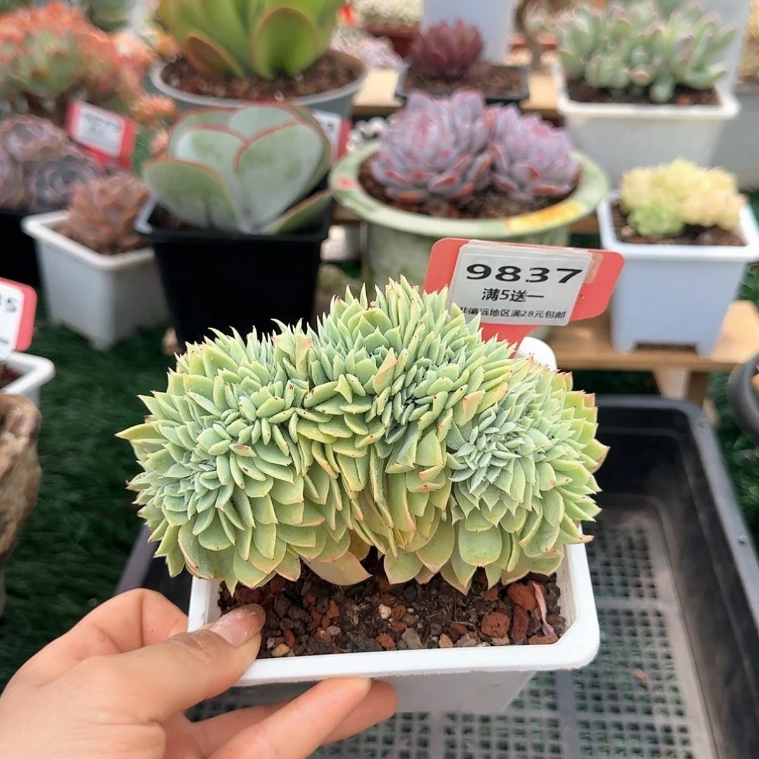 9837一物一拍（满28包邮）