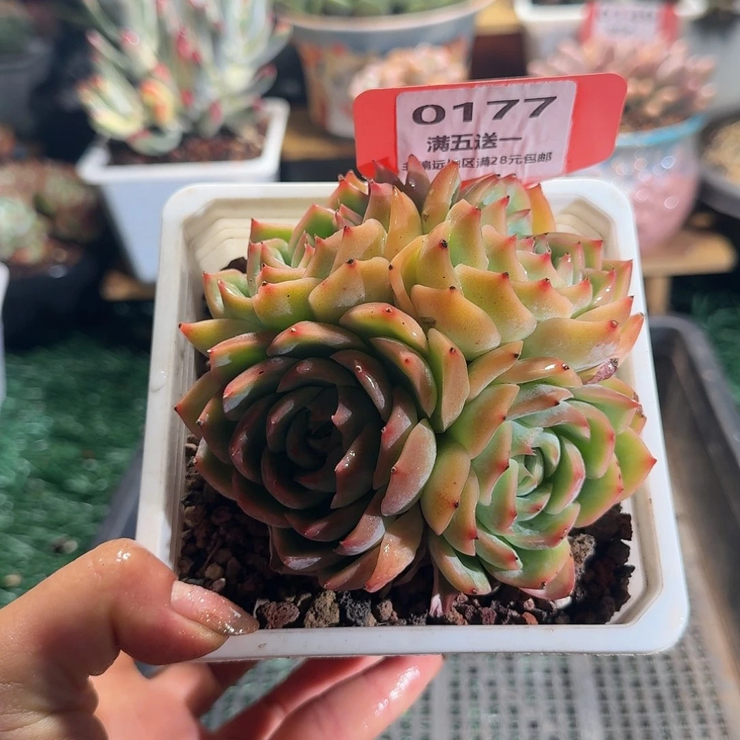 0177一物一拍（满28包邮）