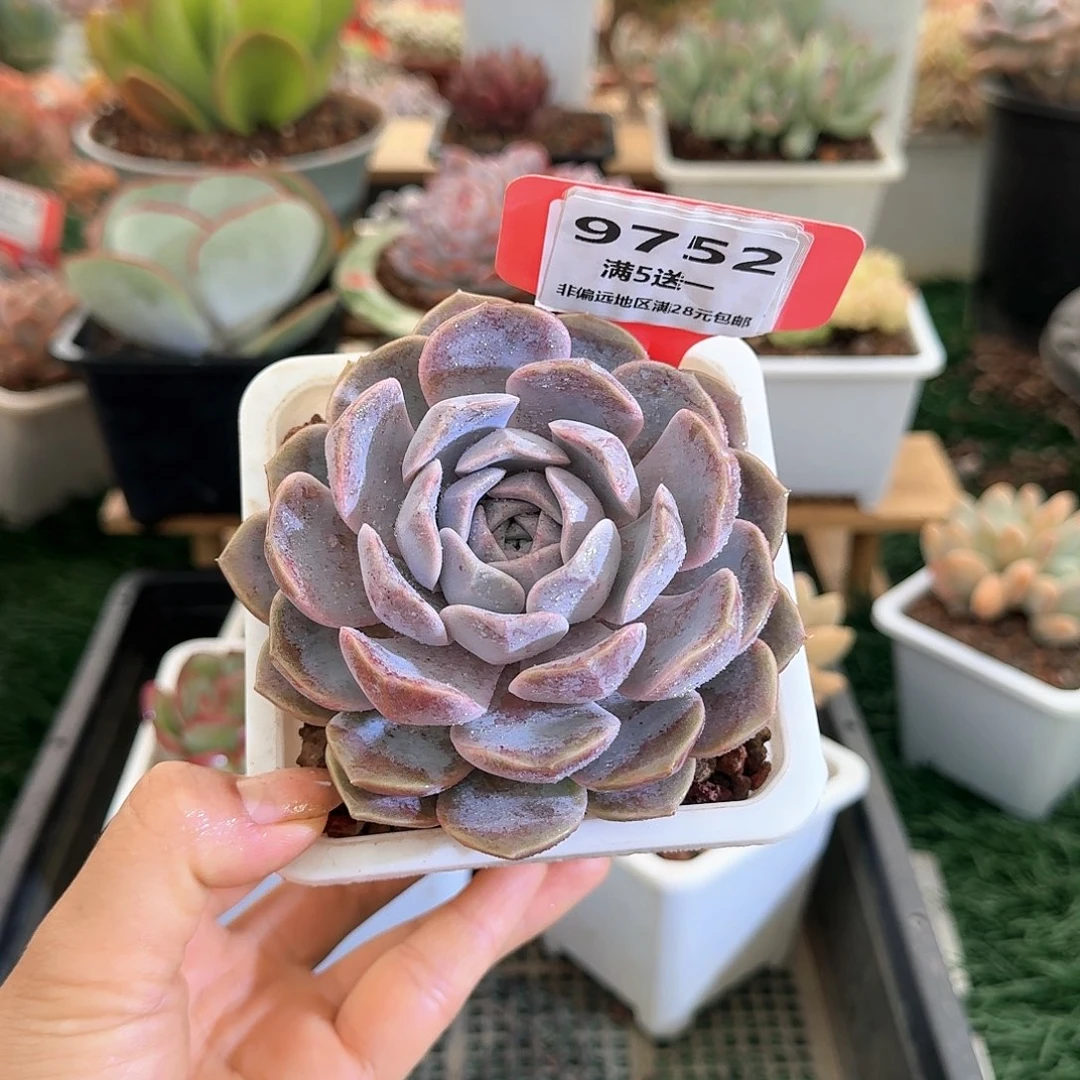9752一物一拍（满28包邮）