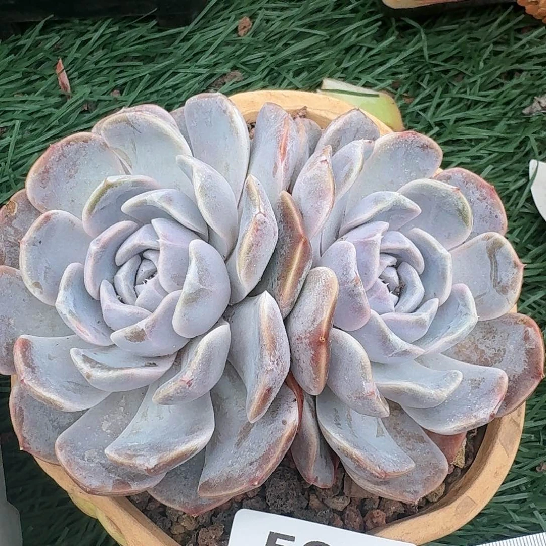 501一物一拍（满28包邮）