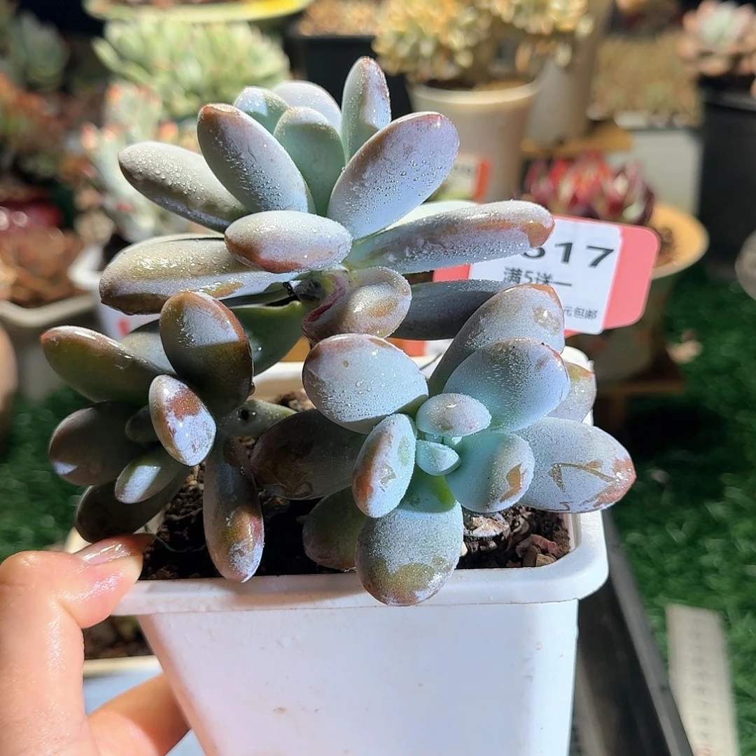 9617一物一拍（满28包邮）