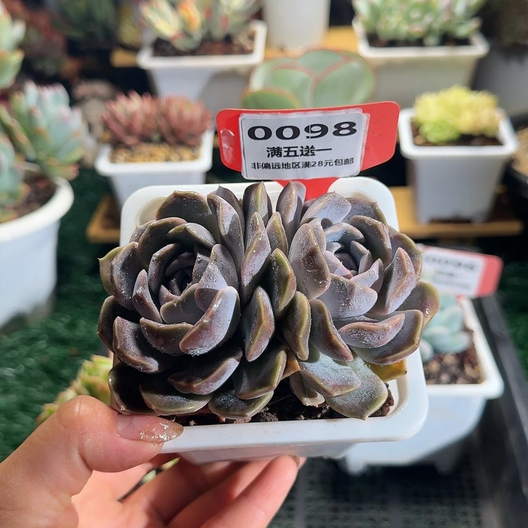0098一物一拍（满28包邮）