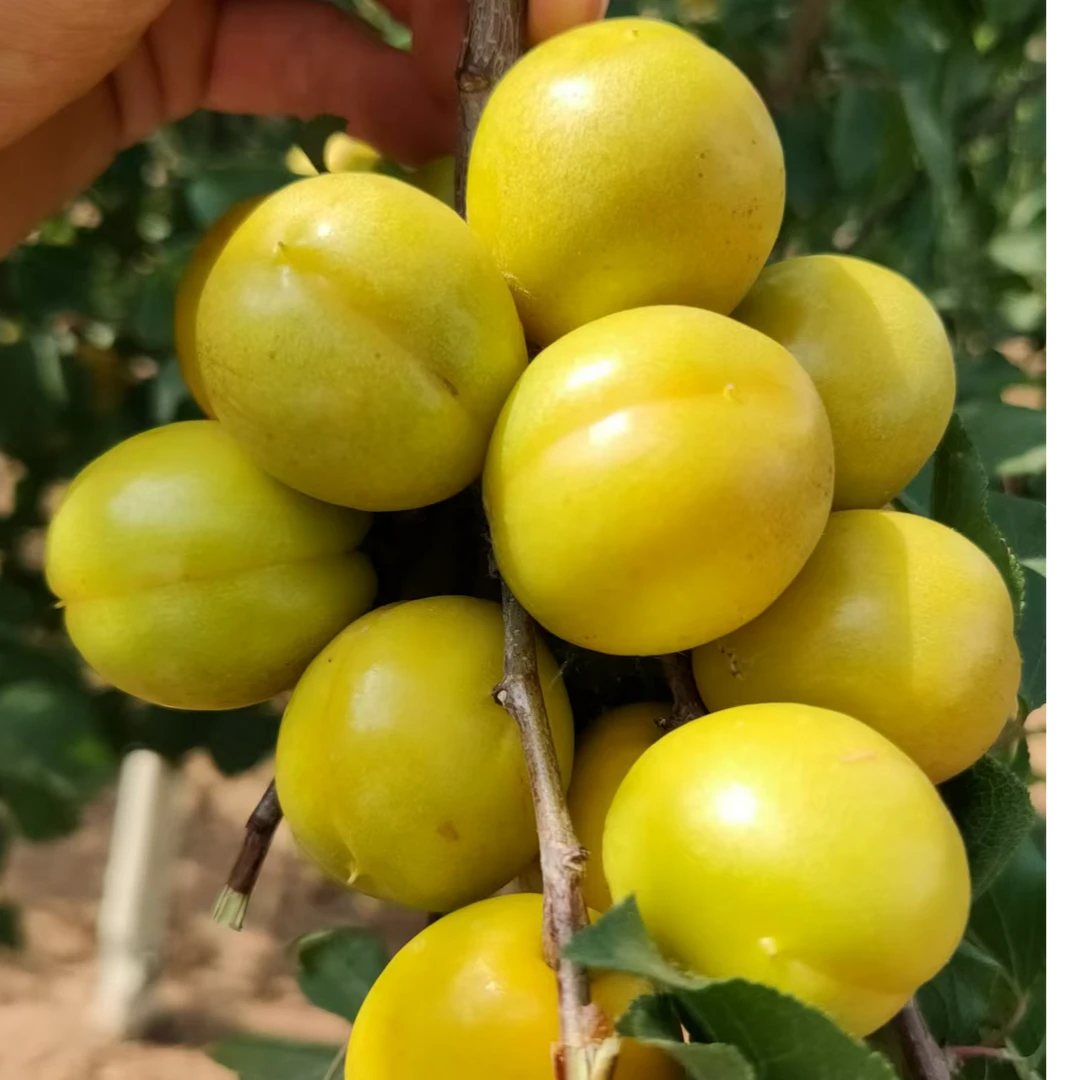 杏树苗 杏树苗新品种