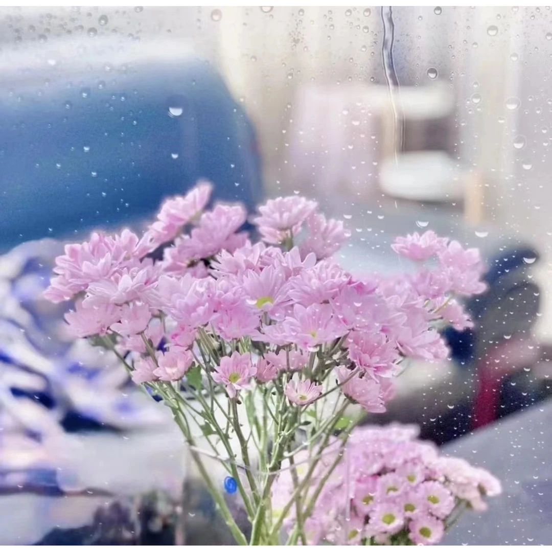 【三文鱼小菊】高颜值小菊爆花神器云南基地直发夏日植物水培