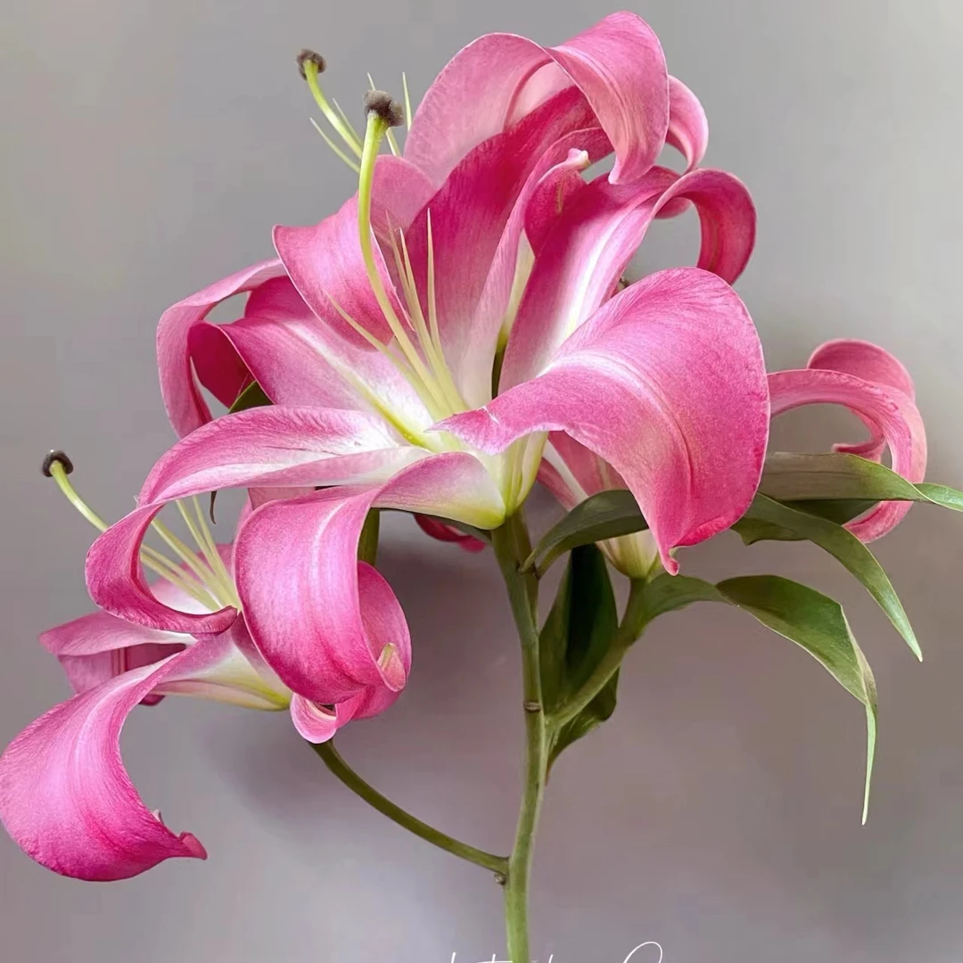 【粉香水百合】高品质香水百合水培鲜花云南基地直发包邮