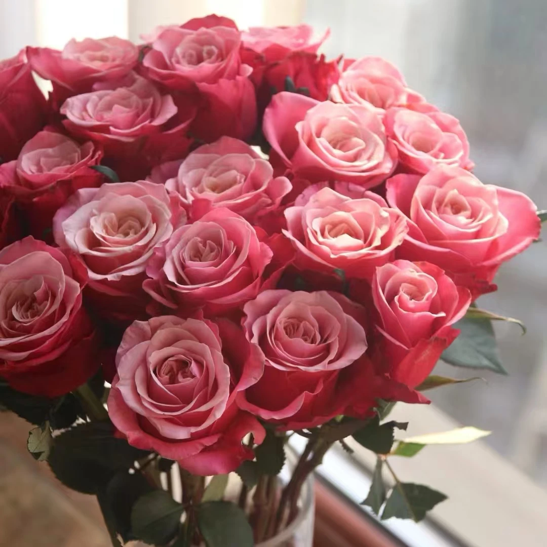 蓝贵花卉【闺蜜玫瑰】高品质玫瑰鲜花夏季好搭配美观云南基地直发